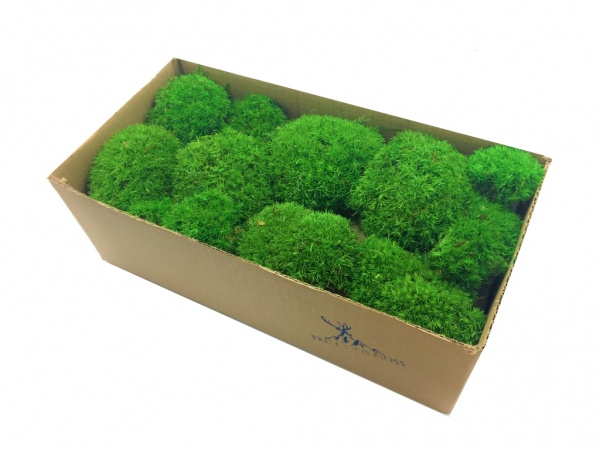 Premium Preserved Alpine Pillow Moss  Medium Green 150g Box